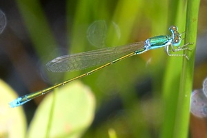 カラカネイトトンボ