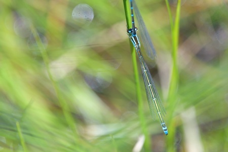 オゼイトトンボ ♀
