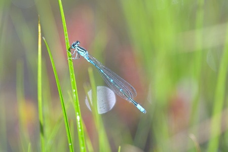 オゼイトトンボ ♂