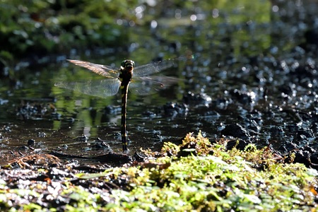 オニヤンマ ♀ 産卵飛翔