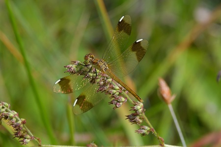 ミヤマアカネ ♀ 未成熟