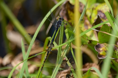 ムツアカネ ペア