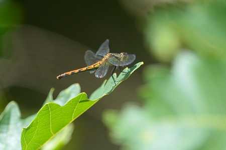 ヒメアカネ ♀  側面