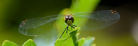 ヒメアカネ ♀  正面
