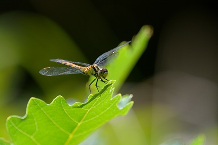 ヒメアカネ ♀ 斜め前