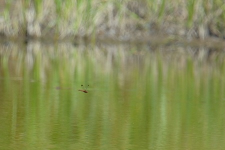 コノシメトンボ ♂ 飛翔