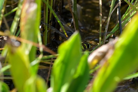 ルリボシヤンマ ♀ 産卵
