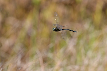 ルリボシヤンマ ♂ の飛翔