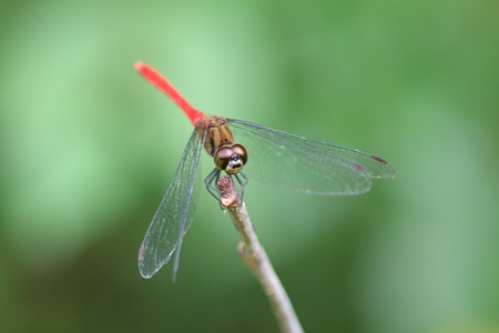 マユタテアカネ ♂ 正面