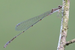 ホソミイトトンボのページ