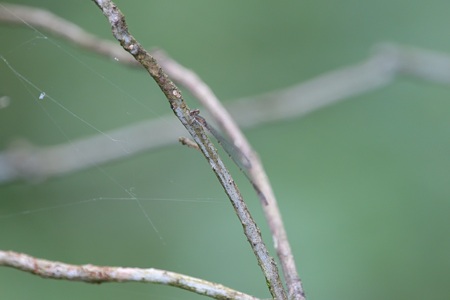 ホソミイトトンボ ♂ カモフラ