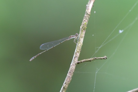 ホソミイトトンボ ♂