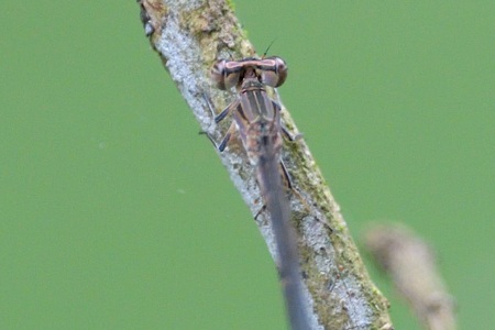 ホソミイトトンボ ♂ 背面