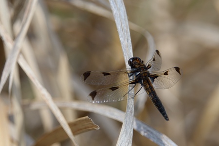 ベッコウトンボ ♂ 未成熟