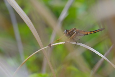 ベッコウトンボ ♂ 若
