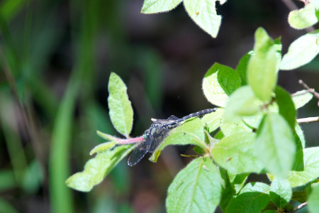 タベサナエ ♂ 側面