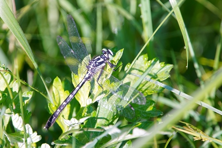 タベサナエ ♂ 岡山県
