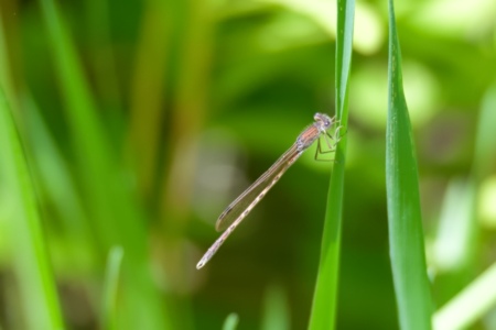 オツネントンボ ♂ 2