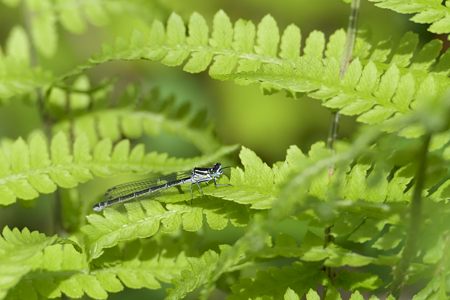 エゾイトトンボ ♀ その2
