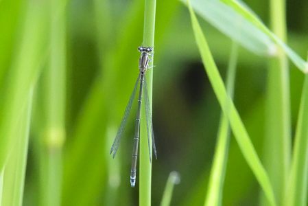 キタイトトンボ ♀