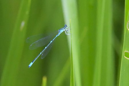 キタイトトンボ ♂