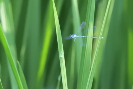 キタイトトンボ ♀