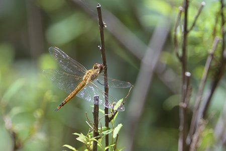 ウスバキトンボ ♀ 苫小牧