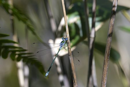 アオイトトンボ ♂ 1