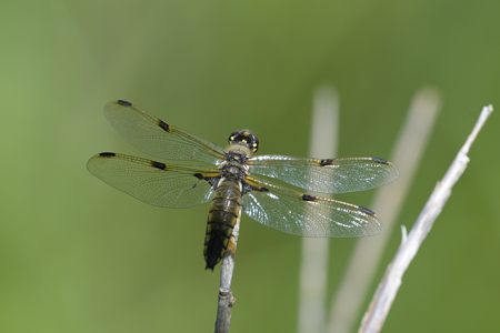 ヨツボシトンボ ♀