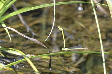 キイトトンボ ペア