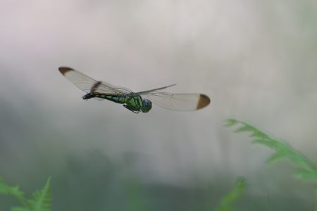 リスアカネ ♀ 飛翔