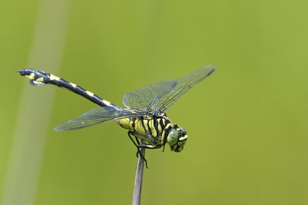 ウチワヤンマ ♀