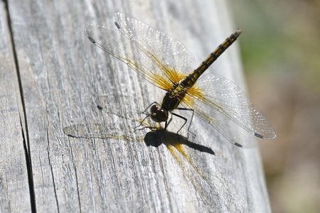 ムツアカネ ♀ 木道の上