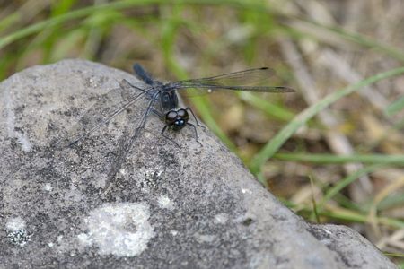 ムツアカネ ♂ 黒い顔