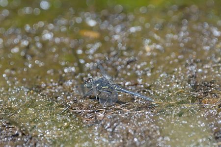 ムツアカネ ♂ 若い個体
