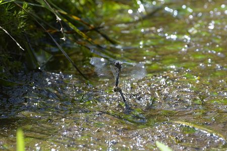 ムツアカネ ペア 産卵飛翔