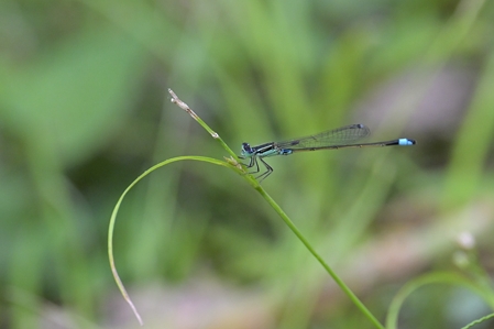 アオモンイトトンボ ♂ 1