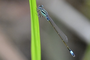 アオモンイトトンボのページ