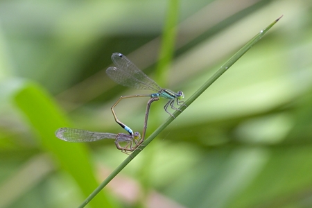 アオモンイトトンボ ペア