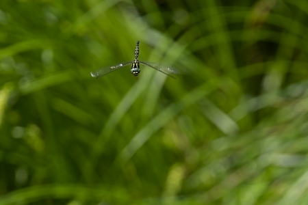 サラサヤンマ ♂ 飛翔