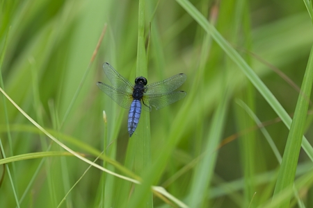 ハラビロトンボ ♂ 上面