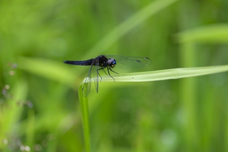 ハラビロトンボ ♂ 側面