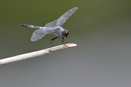 コフキトンボ ♂ 成熟個体
