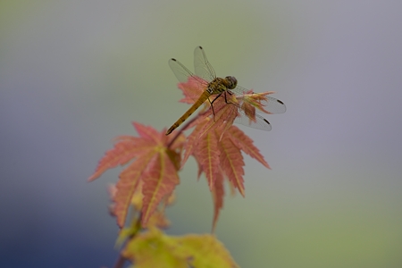 アキアカネ ♂ 未成熟