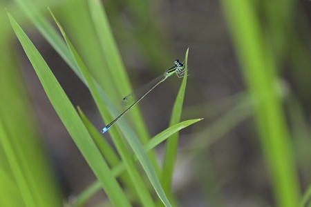 アジアイトトンボ ♂