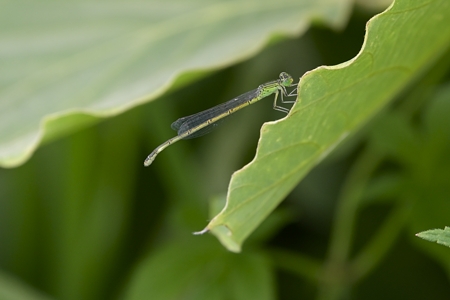 セスジイトトンボ ♀