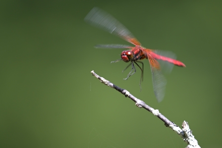 ネキトンボ ♂ 飛翔