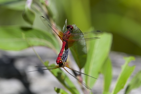 ネキトンボ ペア