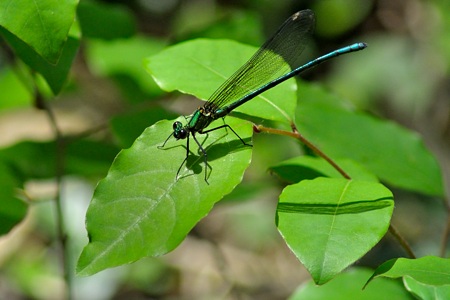 アサヒナカワトンボ ♂ 透明 未成熟