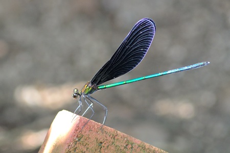 ハグロトンボ ♂ 側面